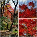 紅葉