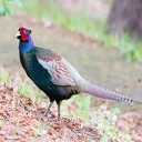 日本の国鳥に「キジ」が選ばれた理由