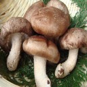 椎茸が嫌い！
