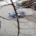 小さな春を見つけた～!!!