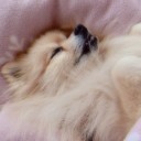 犬テロ