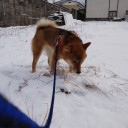 昨夜から
