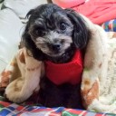 今日2回目・・・・・プーチー犬