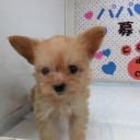今日2回目・・・・・プーチー犬