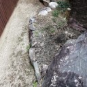 当初ジンチョウゲを庭に植樹する予定が・・・　植木鉢になった理由