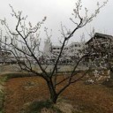 見ごろになりました我が家の梅の花！