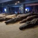 　京都のお寺回りと同じで