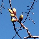 群馬の桜