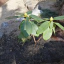 石楠花(シャクナゲ）を植える！