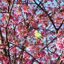インコ？
