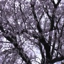 水道公園周辺の桜