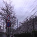 水道公園周辺の桜