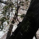 桜と雪