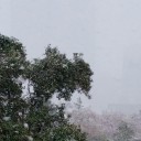 桜と雪