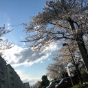 今年の桜