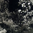 今年の桜