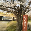 サクラ　サイタ！