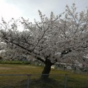 近所の桜と桃の花
