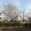 近所の桜と桃の花