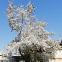 町内で、一番遅い桜が見ごろ！