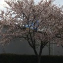 お花見