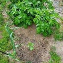 野菜たち