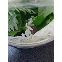 「にょり」とサラダ菜とデイジー