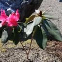 シャクナゲ開花