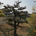 何故！こんな時期に黒松の剪定！？