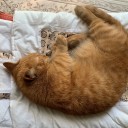 春眠暁を覚えず・・・