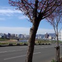 それでも花は咲く。