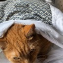 ネコ馬鹿、写真よ！