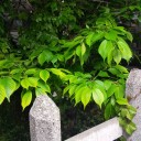 セーブなんてしたくないけど