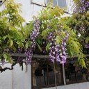 町内の春の花2020