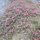 町内の春の花2020