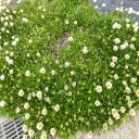 町内の春の花2020