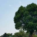 冷やし中華日和
