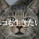 コロナ【 猫から 猫へ 】の感染。