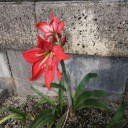 ４年ぶり！我が家のアマリリス開花