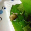 「にょり」とタニウツギ？らしき花