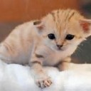 かわいい・・・