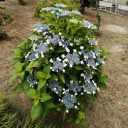 アジサイ似合う梅雨入りとなりました。
