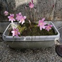 幻の花！
