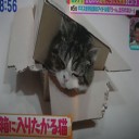 ギネス世界記録のアイドル猫「う～ん！出れない・・・」