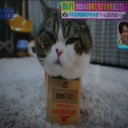 ギネス世界記録のアイドル猫「う～ん！出れない・・・」