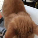 紋ちゃんが我が子になって５年目