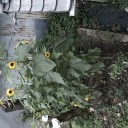ヒマワリの写真