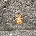 何処から来たのか