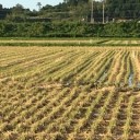 白鳥ではなく鷺です