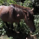 東九州の旅2日目・・・野生馬との出会い＆．．．